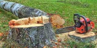 How Our Tree Care Process Works  in  Gray Summit, MO