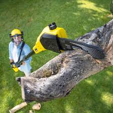 Best Root Management and Removal  in Gray Summit, MO