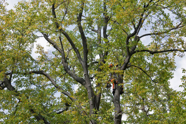 Best Tree Health Inspection  in Gray Summit, MO